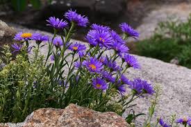 Image result for Aster alpinus