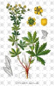 Attēlu rezultāti vaicājumam “Potentilla argentea fruit”