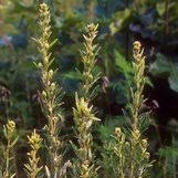 Attēlu rezultāti vaicājumam “Lophozia capitata”