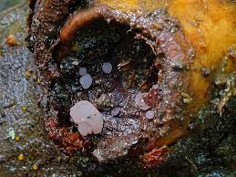 Attēlu rezultāti vaicājumam “Ombrophila violacea”