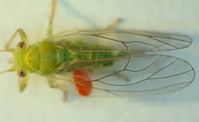 Attēlu rezultāti vaicājumam “Psylla alni”