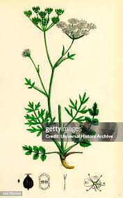 Image result for Pimpinella saxifraga