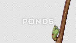 Attēlu rezultāti vaicājumam “Sorbaria sorbifolia bud”