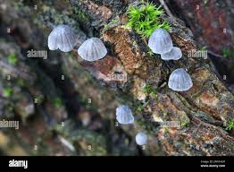Attēlu rezultāti vaicājumam “Mycena pseudocorticola”