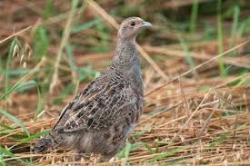 Attēlu rezultāti vaicājumam “Perdix perdix”