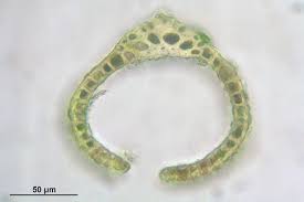 Attēlu rezultāti vaicājumam “Dicranum flagellare”