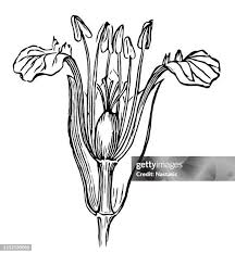 Attēlu rezultāti vaicājumam “Silene viscaria bud”