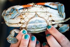 Image result for Callinectes sapidus
