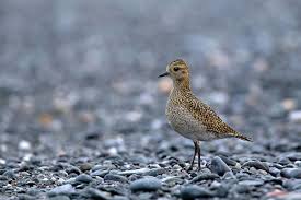 Attēlu rezultāti vaicājumam “Pluvialis apricaria”