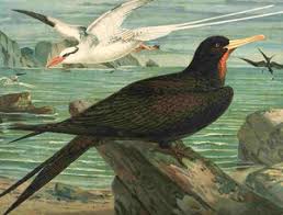 Image result for Fregata aquila