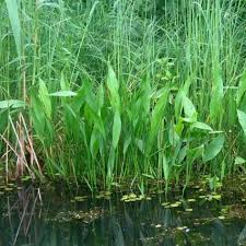 Attēlu rezultāti vaicājumam “Alisma lanceolatum”