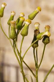 Attēlu rezultāti vaicājumam “Senecio vernalis flower”
