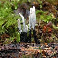 Attēlu rezultāti vaicājumam “Xylaria”