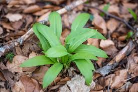 Image result for Bärlauch