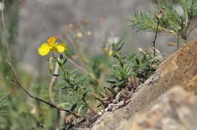 Attēlu rezultāti vaicājumam “Helianthemum nummularium”