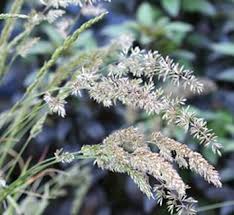 Attēlu rezultāti vaicājumam “Koeleria glauca leaf”