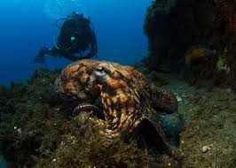 Image result for Three Seas Diving