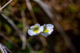 Attēlu rezultāti vaicājumam “Pinguicula alpina flower”