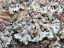 Attēlu rezultāti vaicājumam “Phaeophyscia orbicularis”