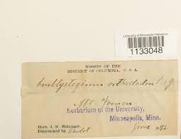 Attēlu rezultāti vaicājumam “Hygroamblystegium tenax”