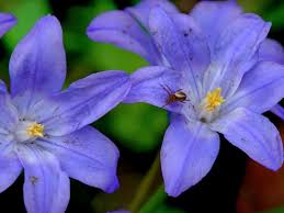 Attēlu rezultāti vaicājumam “Scilla luciliae”