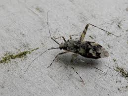 Attēlu rezultāti vaicājumam “Phytocoris tiliae imago”