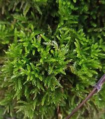 Attēlu rezultāti vaicājumam “Eurhynchiastrum pulchellum”