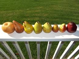 Attēlu rezultāti vaicājumam “Pyrus communis fruit”