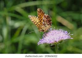 Attēlu rezultāti vaicājumam “Boloria titania underside”