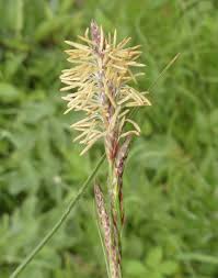 Attēlu rezultāti vaicājumam “Carex hirta fruit”