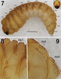 Attēlu rezultāti vaicājumam “Larinus sp.”
