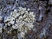 Attēlu rezultāti vaicājumam “Parmeliopsis ambigua”