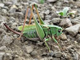 Attēlu rezultāti vaicājumam “Decticus verrucivorus”