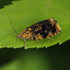 Attēlu rezultāti vaicājumam “Celypha siderana”