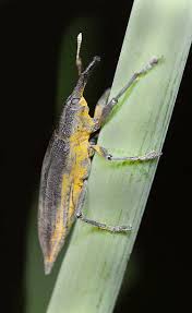 Attēlu rezultāti vaicājumam “Lixus iridis”