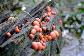 Attēlu rezultāti vaicājumam “Lycogala roseosporum”