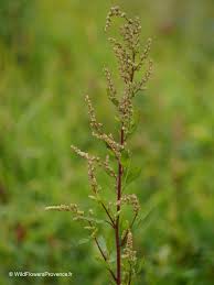 Attēlu rezultāti vaicājumam “Persicaria hydropiper leaf”