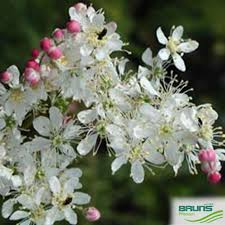 Attēlu rezultāti vaicājumam “Filipendula vulgaris bud”