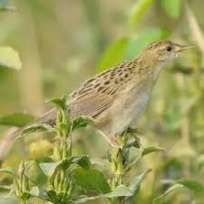 Image result for Locustella naevia