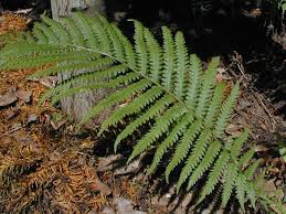 Attēlu rezultāti vaicājumam “Matteuccia struthiopteris”