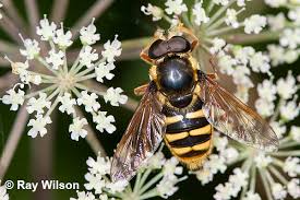 Attēlu rezultāti vaicājumam “Sericomyia silentis”
