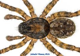 Attēlu rezultāti vaicājumam “Lycosidae”