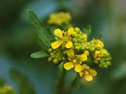 Attēlu rezultāti vaicājumam “Sisymbrium loeselii flower”