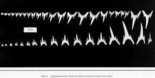 Image result for Odontaspis ferox