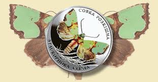 Attēlu rezultāti vaicājumam “Staurophora celsia”