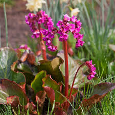 Attēlu rezultāti vaicājumam “Bergenia crassifolia flower”