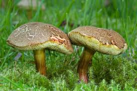 Attēlu rezultāti vaicājumam “Xerocomus chrysenteron”