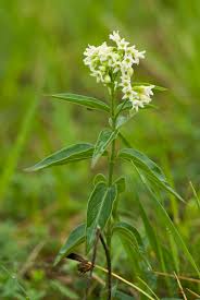 Attēlu rezultāti vaicājumam “Vincetoxicum hirundinaria flower”
