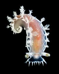 Attēlu rezultāti vaicājumam “Phronia sp.”