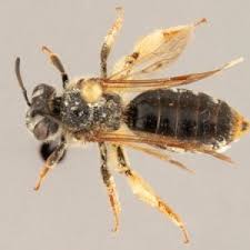 Attēlu rezultāti vaicājumam “Andrena”